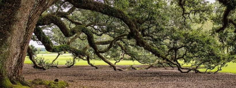 Дерево, Дуб южный живой