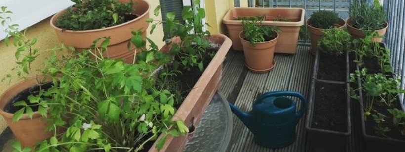 Сад, Садоводство