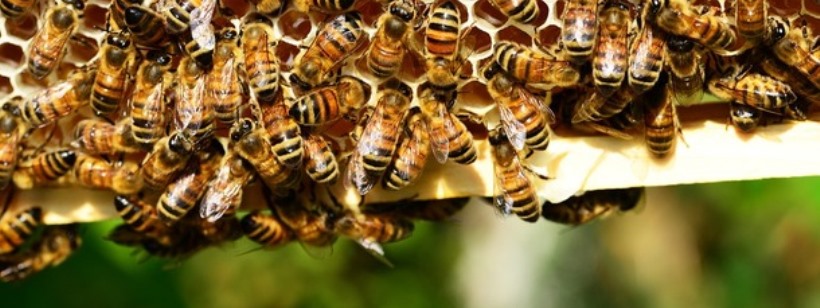 Азиатский гигантский шершень