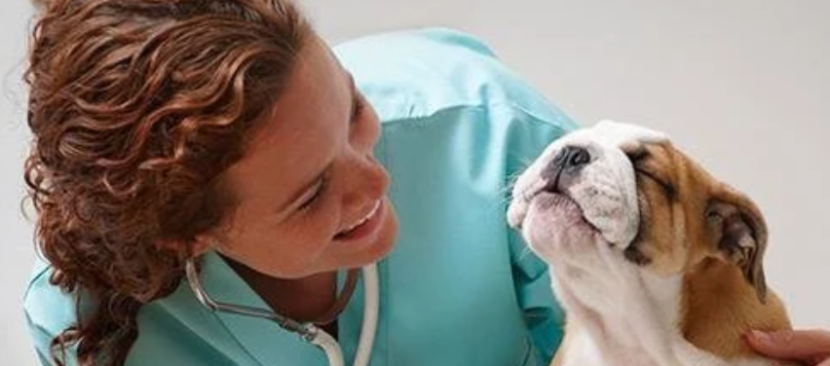 Американский бульдог