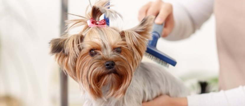 Йоркширский терьер