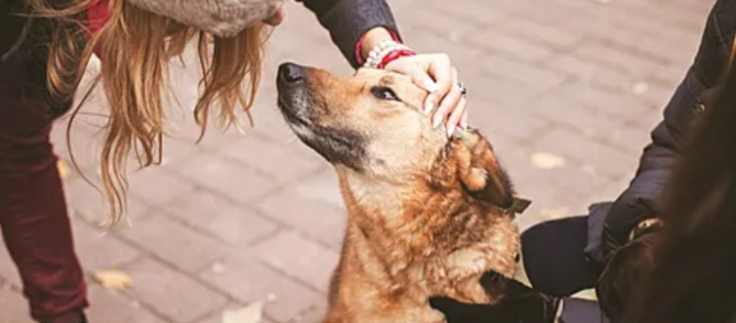 Лабрадор-ретривер, Алопекис