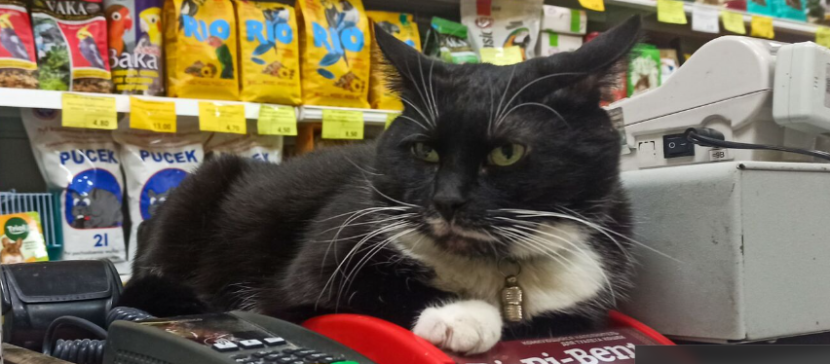 Эгейская кошка