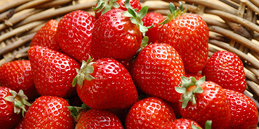 В Чехии открыт сбор клубники