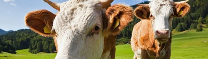 Возросла господдержка для фермеров Чехии Коровы на лугу