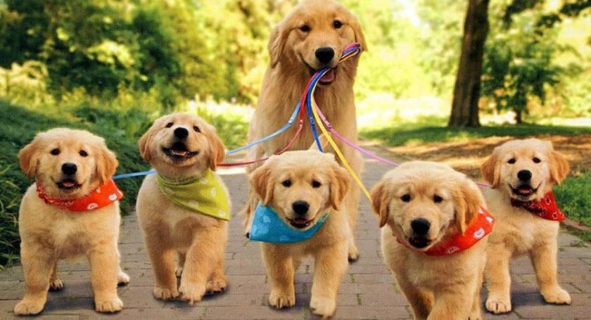 Выгуливание собак в Праге в Чехии возможно только на поводке