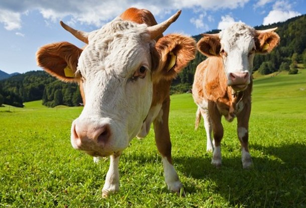 Поддержание фермерства в Чешской Республике Поддержание фермерства в Чешской Республике