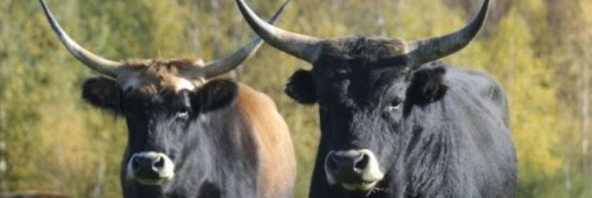 Чехия станет новым домом для туров Чехия станет новым домом для туров