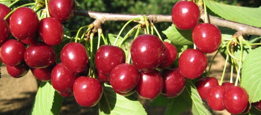 Богатый урожай черешни в Чехии