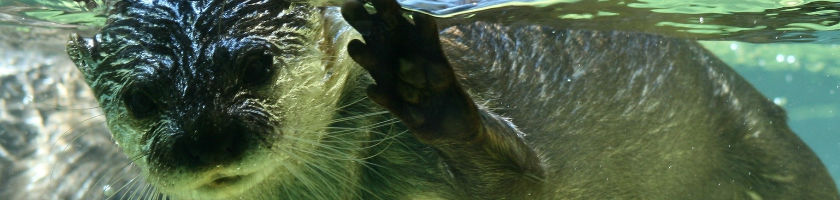 В Праге появились редкие выдры