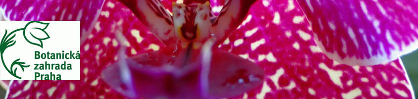 Музей растений и ботаники в Праге Ботанический сад в Праге