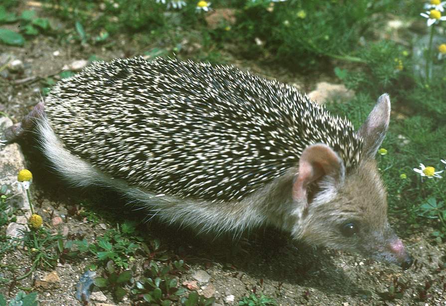 Ёжик Ушастый Чехия