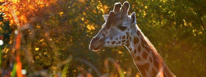 В Чехии, в зоопарке Праги, хотят пустить трамвай