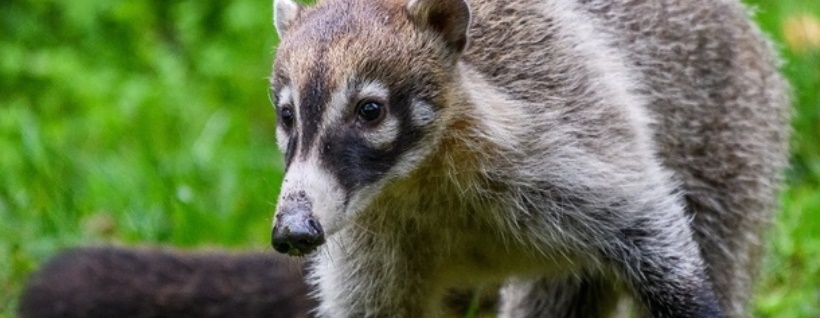 В зоопарк Праги привезли два редких питомца