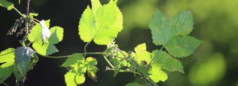 Хмель из Чехии пользуется огромной популярностью