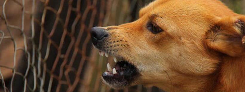 Какую ответственность несет владелец питомца за причиненный ущерб?