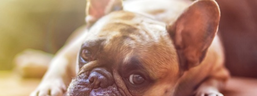 В Чехии собаки обязательно будут с чипами