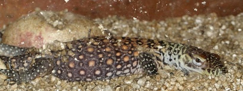 Маленький варан, в зоопарке Чехии, прославился своим именем