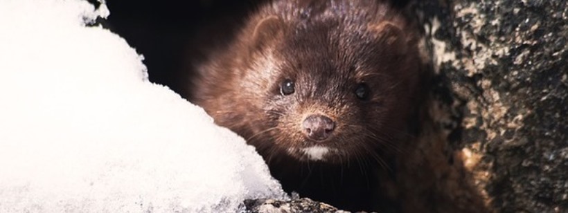 В Чехии препятствуют выращиванию лис и норок