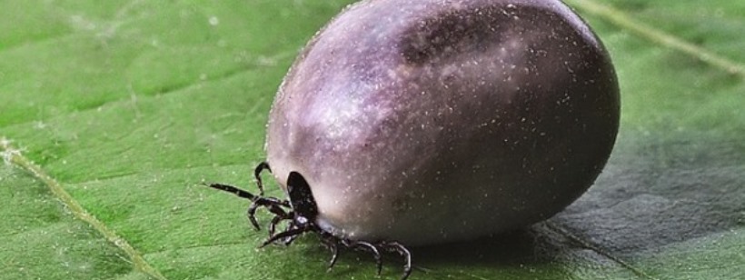 В парках Праги исследовали наличие инфицированных клещей