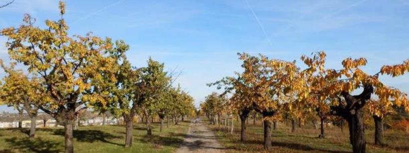 В столице Чехии будут бесплатные фруктовые сады