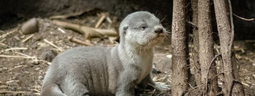 Появление потомства выдр в столице Чехии