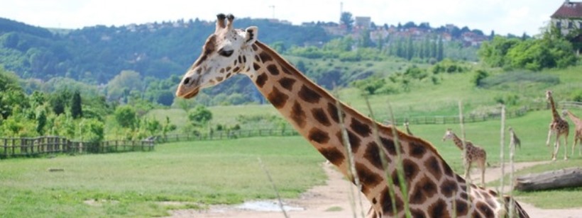 В Чехии будет бесплатный интернет